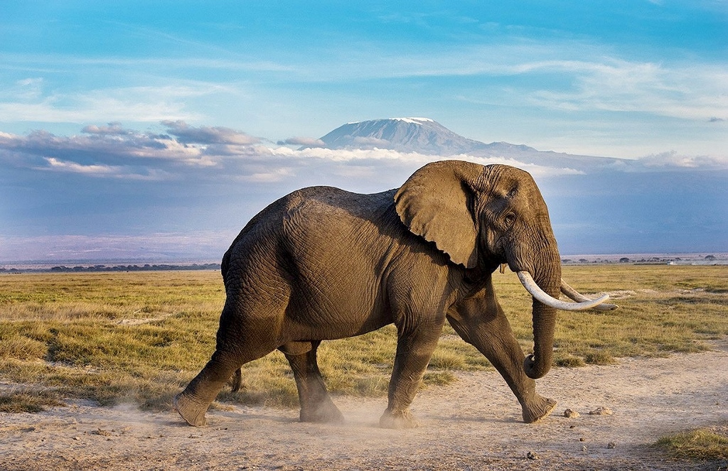 Na slony narazíte v národním parku Amboseli na každém kroku