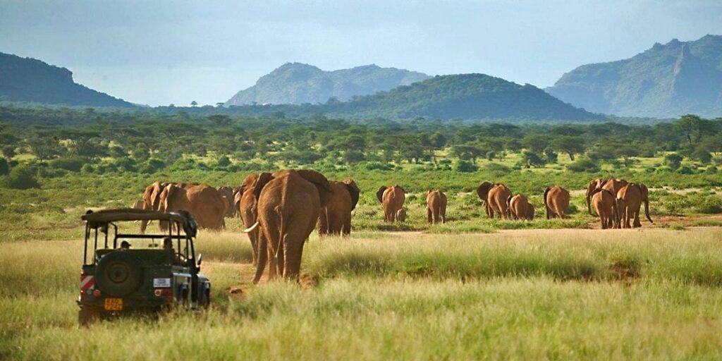 Sloní stáda v národní rezervaci Samburu