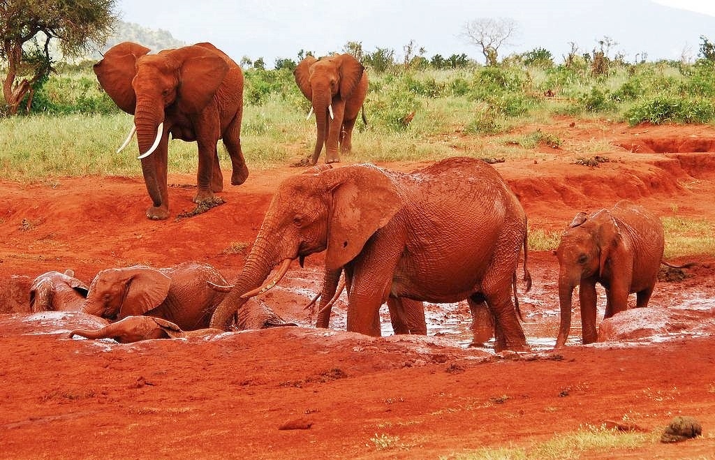 "Červení" sloni pohybující se v parcích Tsavo