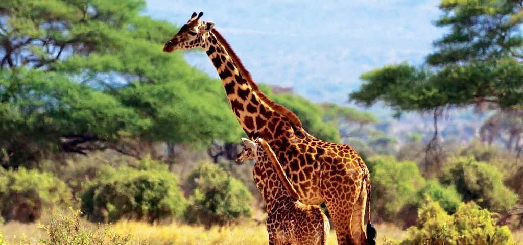 Žirafy v národním parku Amboseli