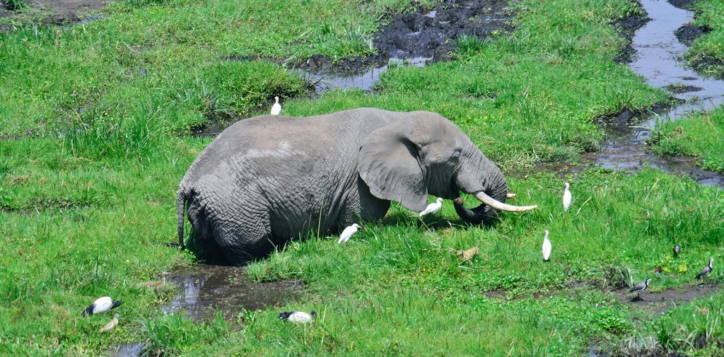 Bažiny a mokřady jsou oblíbeným místem nejen pro slony